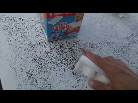 Remove Sooty mold/honeydew off car