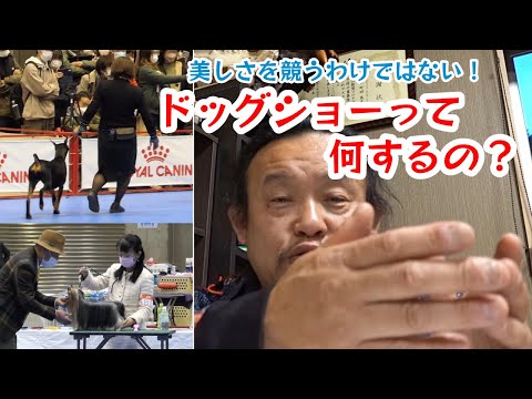 国際ドッグショーのルール - 定義