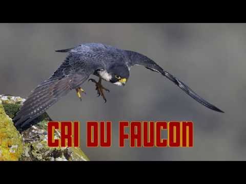 , title : 'CRI du FAUCON - HAWK sounds  - FALKE geräusch - odgłos jastrzębia'