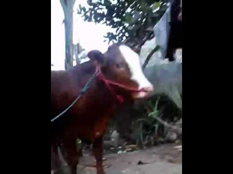 Impotensi pada bulls Peningkatan EFISIENSI penis