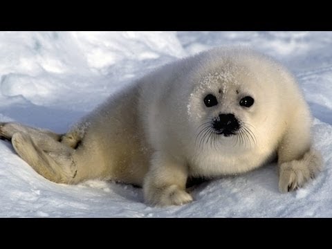 Arctic Animals Song for Children