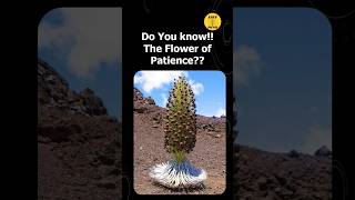 Flower of Patience - Interesting Facts- 240