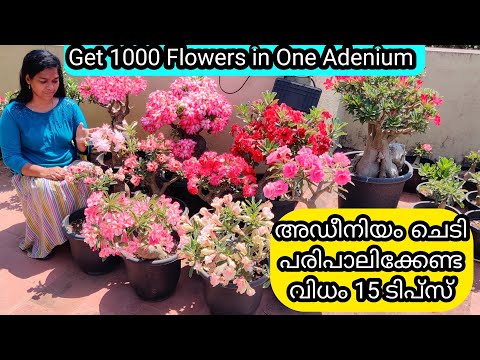 15 Golden Tips for Adenium Flowering | 15 Tips for Adenium Plant Care