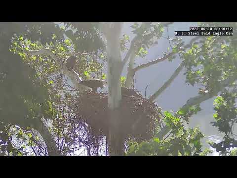 USS Eagles - USS 5 returns to nest