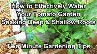 How to Water Tomato Plants for a Huge Harvest - Watering & Frequency Examples: Two Minute TRG Tips