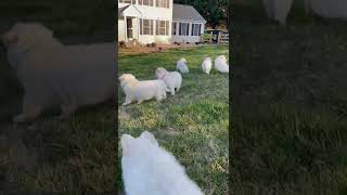 German Shepherd Puppies Videos