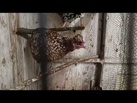 Zuchtstamm für 2025 aufgestellt - alle Details