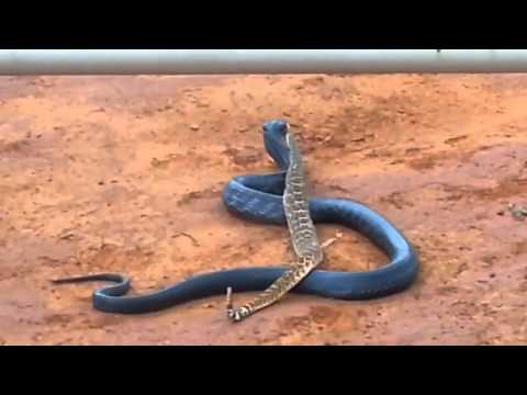 download lagu mp3 mp4 Serpiente Azul, download lagu Serpiente Azul gratis, unduh video klip Download Serpiente Azul Mp3 dan Mp4 Music Online Gratis