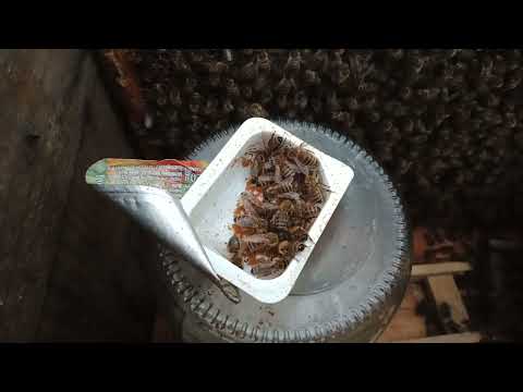 Ule pod śliwką nr 4 VID2023 08 29 08 21`44``