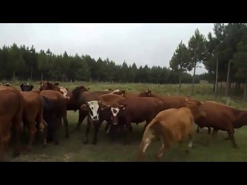 19 novillos de 1 a 2 años