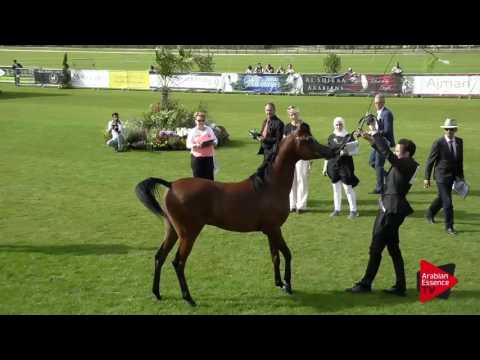 N.49 SAFWAN NAYYAR - Chantilly 2017 World Cup - 2 Years Old Colts (Class 7)