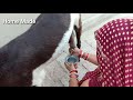 Goat Milking Woman Goat Milking By Woman Goat Milk Goat Milk Tea Goat Milk Benefits