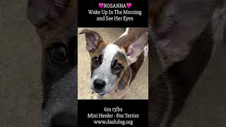 Video preview image #1 Mutt Puppy For Sale in Dallas, TX, USA