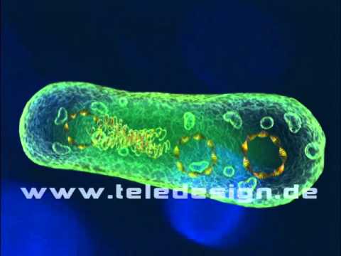 ZIZ 047 Plasmid Restriktionsenzym  - SD PAL /  ZIZ 047 restriction enzyme  - SD PAL