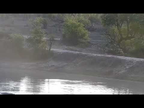 Djuma: Two Hippos interacting in dam and a Saddle-billed Stork - 05:29 - 10/29/21