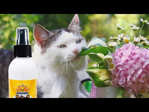 Top 5 Best Cat Anti Scratch Sprays in 2022 [Review] -  For All Budgets