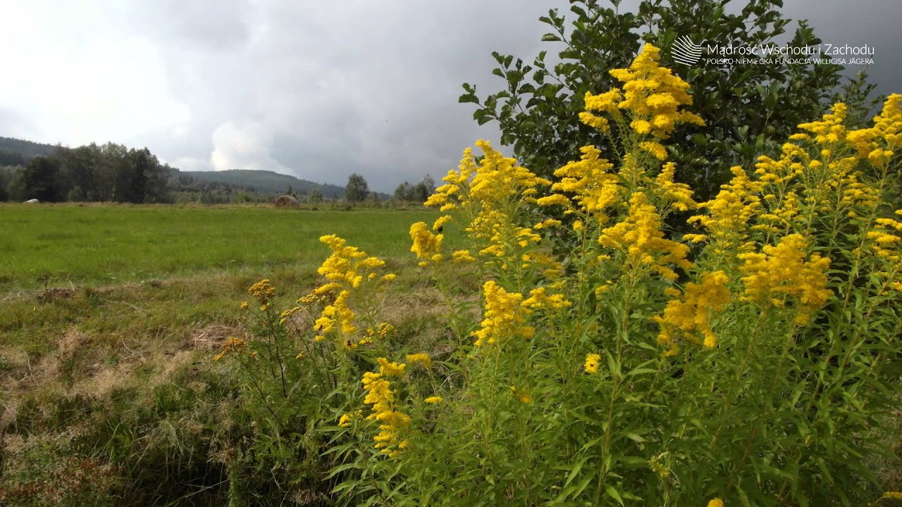 Wprowadzenie do Zen - wykład cześć 2 - Alexander Poraj-Żakiej