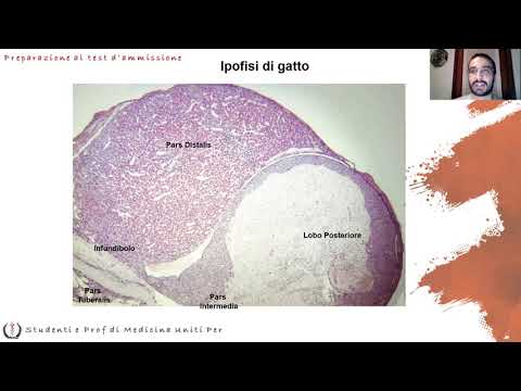 Lezione di Anatomia 11 - Sistema Endocrino - Dott. Nicolò Loddo