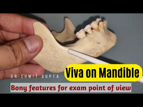 Mandible : Bony features