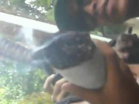 GustavoOo’s Video 129365171603 JpAIiNbjgok