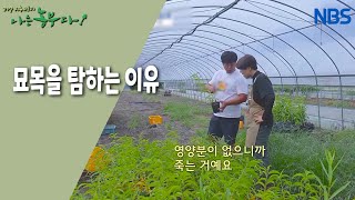[청목 씨의 도도한 귀농생활] 탐스러운 복숭아의 비밀