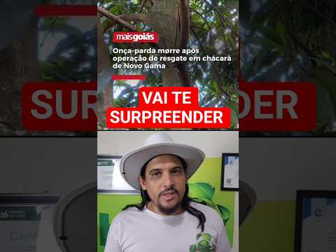 EXCLUSIVO: ONÇA PARDA M0RREU APÓS SER RESGATADA EM NOVO GAMA!