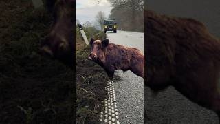 Vorsicht Wildtiere: Salz winterliche Strassen