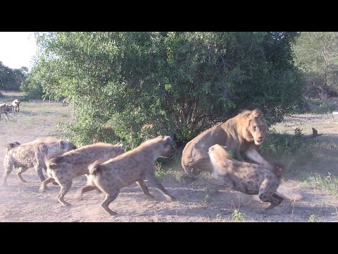LION vs HYENA - EPIC AUDIO