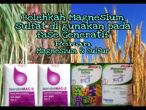 , title : 'Bolehkah Magnesium sulfat di gunakan pada fase generatif??? ||| Fungsi Magnesium & Sulfat'
