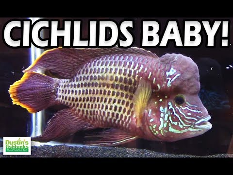 Types of CICHLIDS Species - Sweet Cichlid Species Show Video