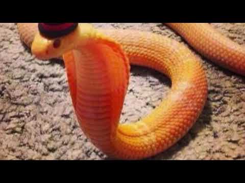 TONY 2MILLI X LXRD B - JACKSON