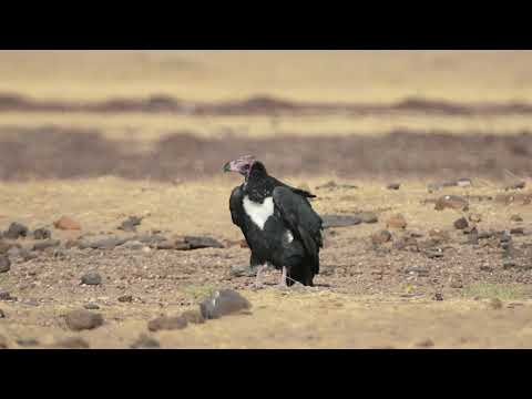 Red-headed Vulture Regurgitating Food