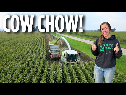 Chopping Corn Silage in Southwest Minnesota! COW CHOW!