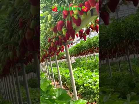 🍓 Strawberry की खेती से 🤑💰 कमाएं अब लाखों 💯| Strawberry fruit | Strawberry Growing at Home 🏡