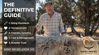Mini Highland Cows 101: 5 Things You Must Know Before Buying | Hairy Heifer Cattle Company
