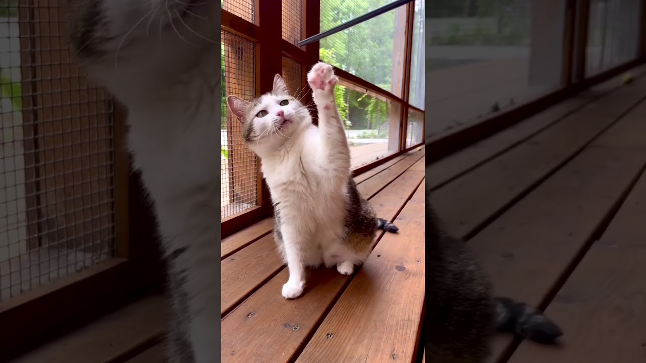 Enlarge Froot Loop, a Adoptable Domestic Short Hair in Cumming, GA video 6/6
