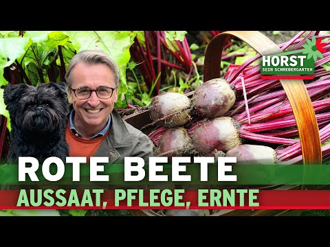 , title : 'Rote Bete: Aussaat, Pflege, Ernte (Gemüseanbau & Selbstversorgung) | Horst sein Schrebergarten'