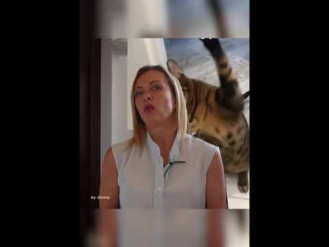 gatto picchia meloni #funnyimages #meloni #cat #gatto #gattini #politicaitaliana #giorgiameloni