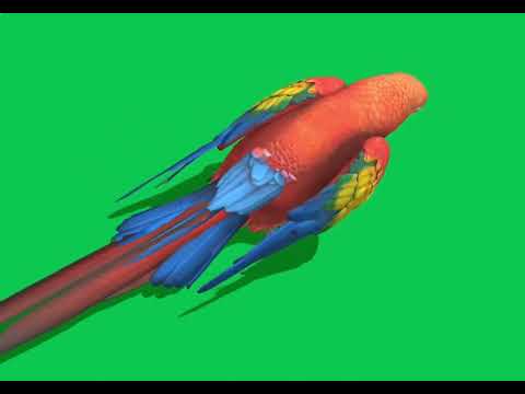 Macaw Green Screen VFX #greenscreen #vfx #chromakey #vfxediting #viral #shorts #green #fyp #love