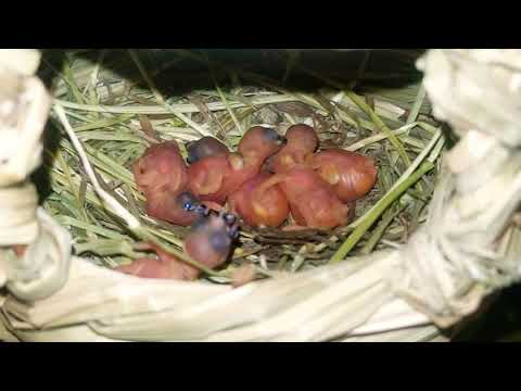 Baby Gouldian Finch hatching ,