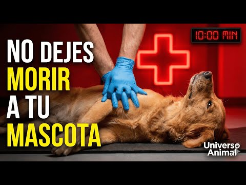 Esto salva vidas: primeros auxilios que TODO dueño debe conocer