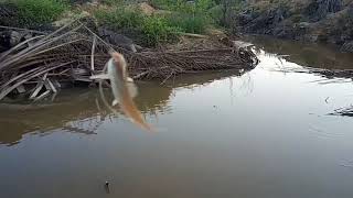 Download lagu Mancing ikan saat musim kemarau | ikanya kelaparan semua mp3