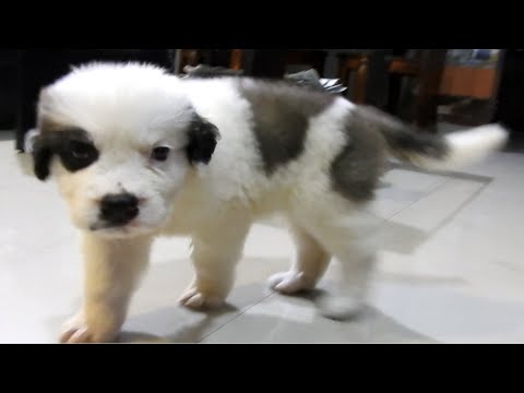 Saint Bernard Puppy - St. Bernard is a giant dog & the weight can be 65-120 kg (140-260 lb) or more