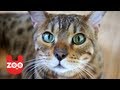 Cat Cafe in Budapest - YouTube