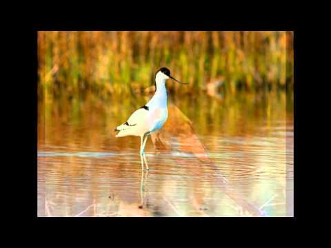 "Dunarea prin ochii tinerilor-Colegiul Tehnic Anghel Saligny