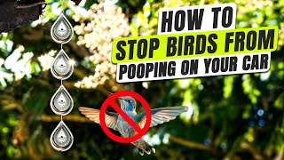 How to Stop Birds from Pooping on Your Car