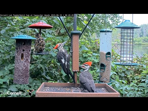 Adult and Immature Pileated Woodpeckers Take Control Of Cornell Feeders – Aug. 10, 2023
