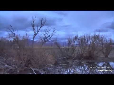 Great Horned Owl Pair Duet 7 Apr 2019
