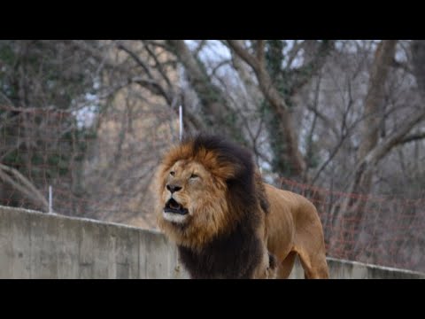 Luke The Lion in Washington DC ZOO #usa 🇺🇸