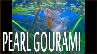 Pearl Gourami eating Tubifex worms